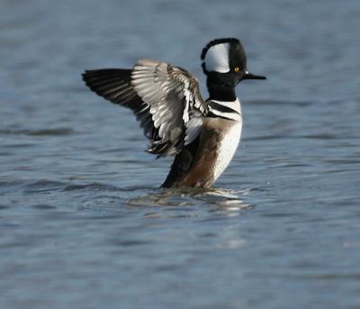 Hooded Merganser