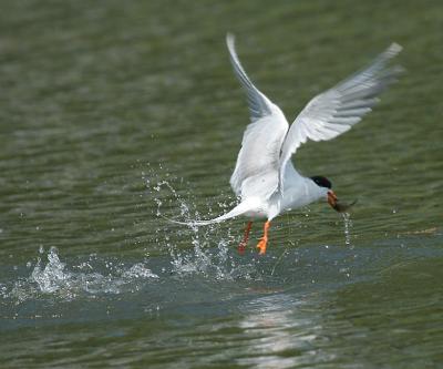 Forster's Tern