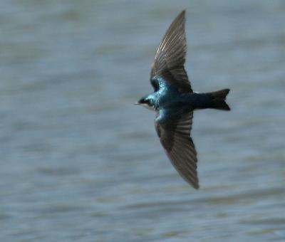 Tree Swallow