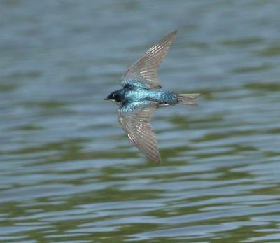 Tree Swallow