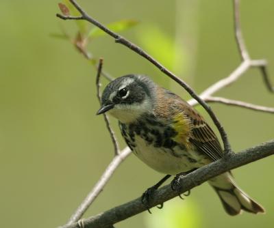 Yellow-rumped Warbler