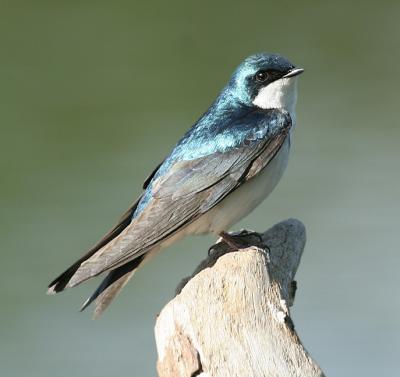Tree Swallow