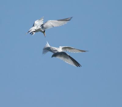 Least Tern