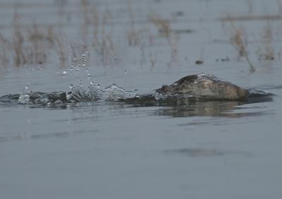 Red-breasted Merganser