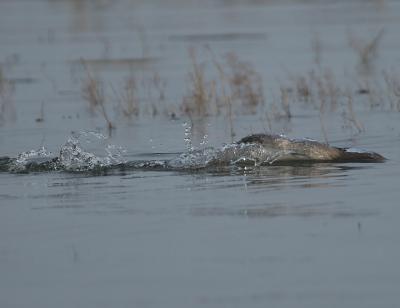 Red-breasted Merganser