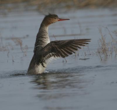 Red-breasted Merganser