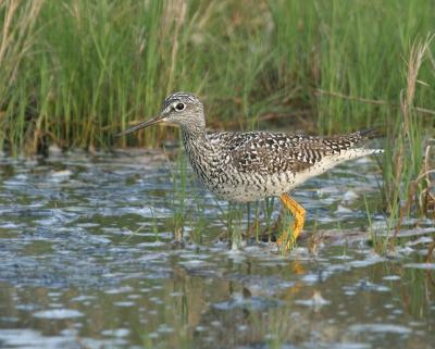 Greater  Yellowlegs @