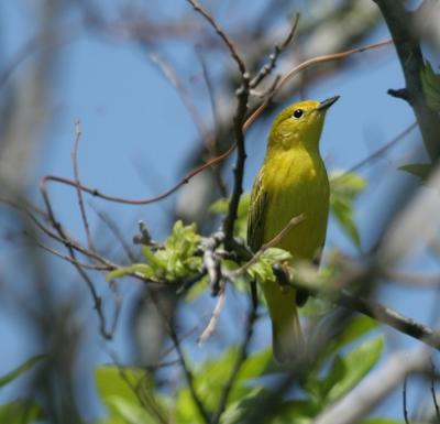 Yellow Warbler