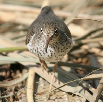 Spotted Sandpiper