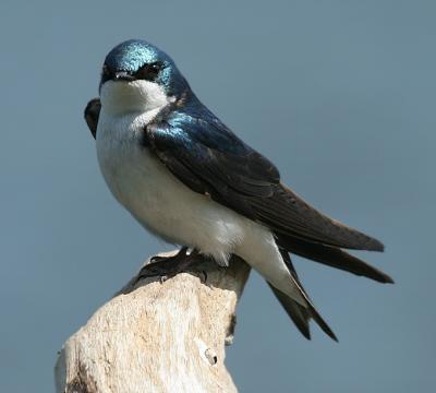 Tree Swallow