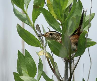 Marsh Wren