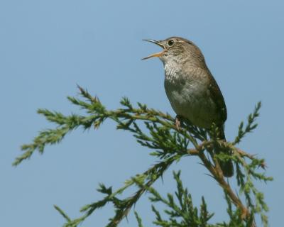 House Wren