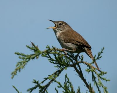 House Wren