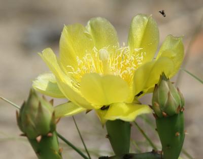 Cactus - Sandy Hook NJ