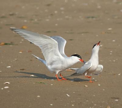 Forster's Terns