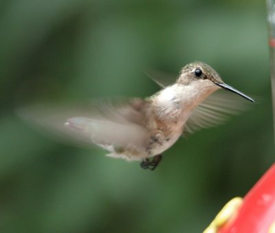Ruby-throated Hummingbird
