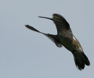 Ruby-throated Hummingbird