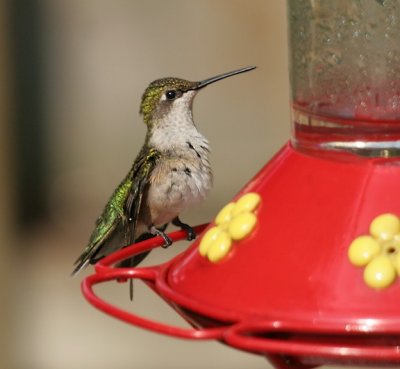 Ruby-throated Hummingbird