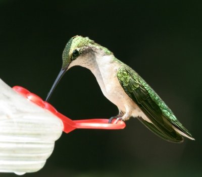 Ruby-throated Hummingbird