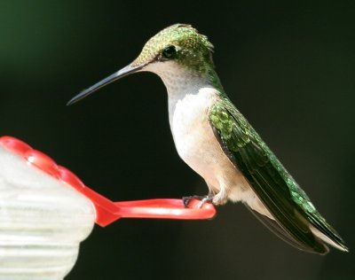 Ruby-throated Hummingbird