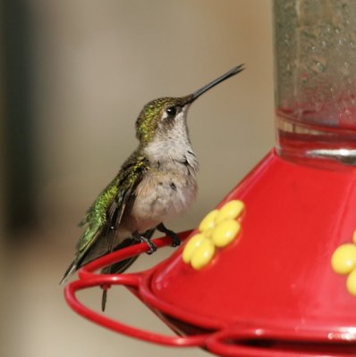 Ruby-throated Hummingbird