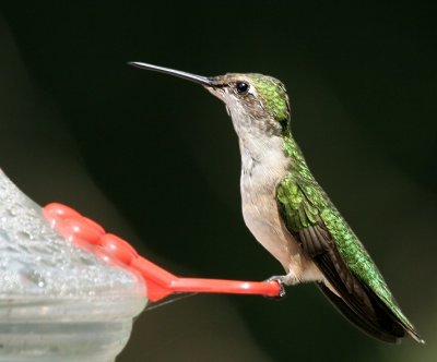 Ruby-throated Hummingbird