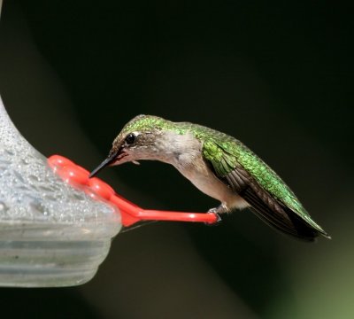 Ruby-throated Hummingbird