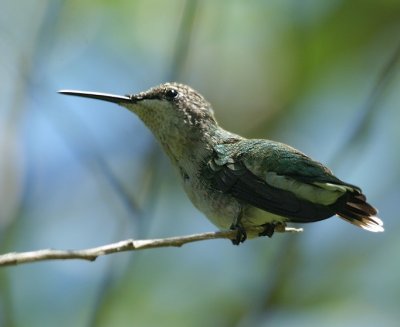 Ruby-throated Hummingbird