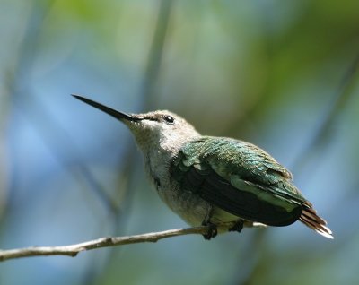 Ruby-throated Hummingbird