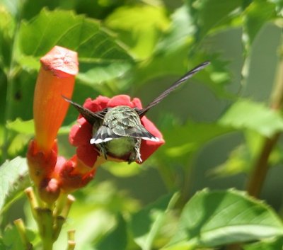 Ruby-throated Hummingbird