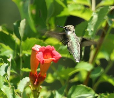 Ruby-throated Hummingbird