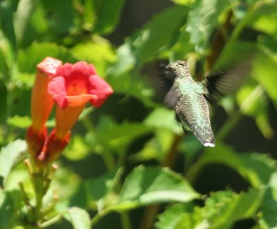 Ruby-throated Hummingbird