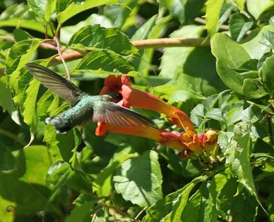 Ruby-throated Hummingbird