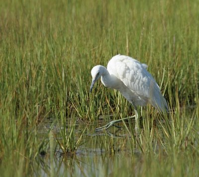 Little Blue Heron -(Juvenile) 