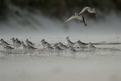 Sanderlings in Sand Storm