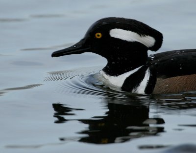 Hooded Merganser