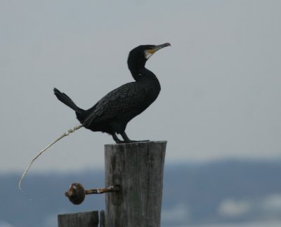 Great Cormorant action shot