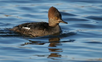 Hooded Merganser