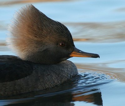 Hooded Merganser