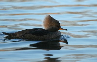 Hooded Merganser