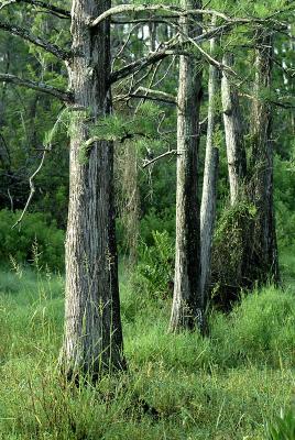 Cypress Trees