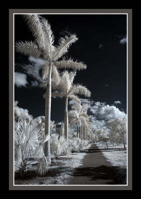 Infrared Palms