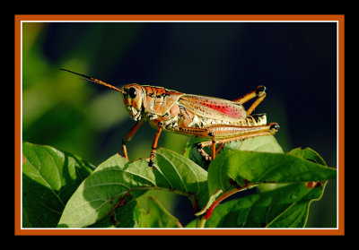 Everglades Lubber Grasshopper