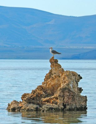  Mono Lake Gull