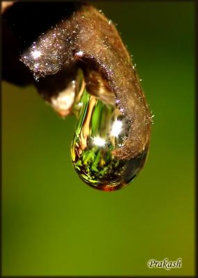 Just a drop of water  on a creeper