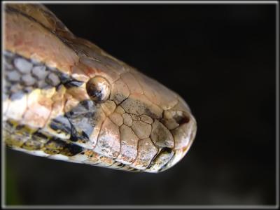 Python- Up close