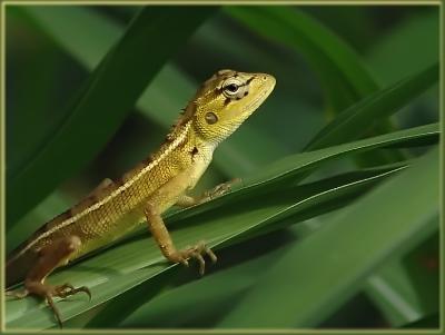 The garden lizard