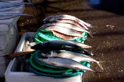 Fresh Mackerels( Kodhungo)