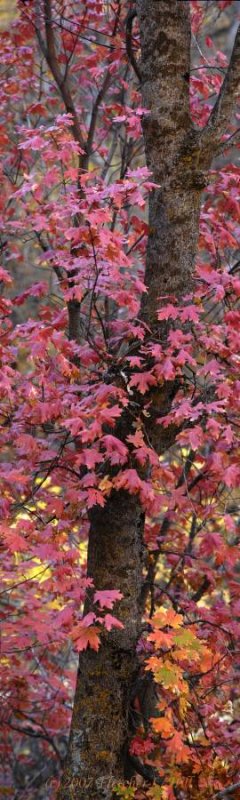 Foliage in Zion