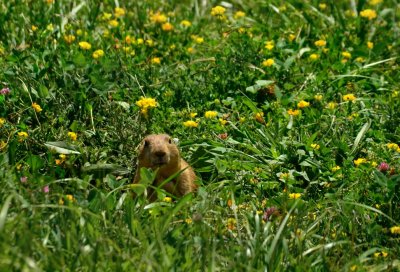 Young Prairie Dog in Heaven